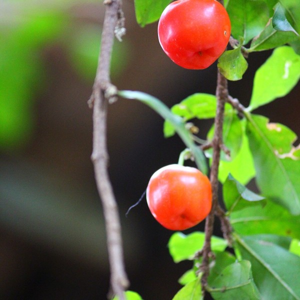 ACEROLA CHERRY