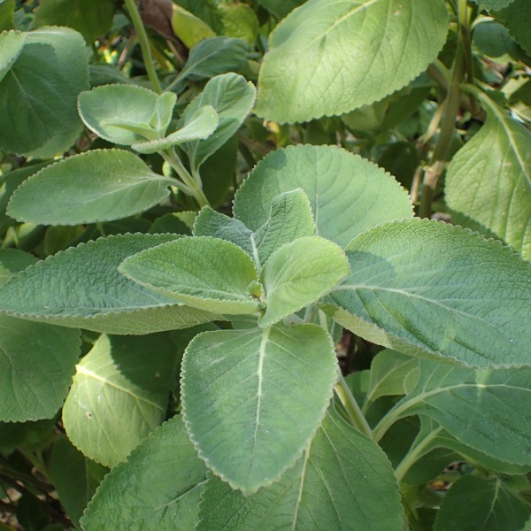 COLEUS FORSKOHLII