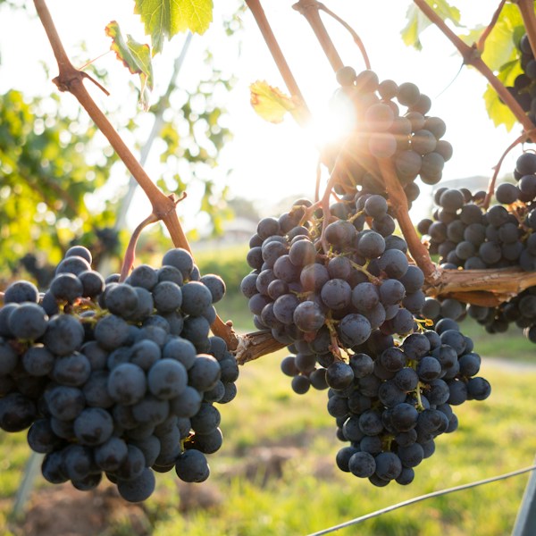 CONCORD GRAPES