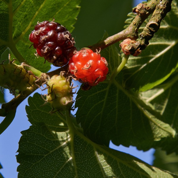 BLACK MULBERRY